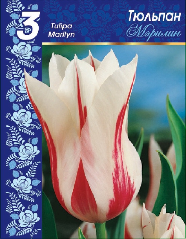 Тюльпан Мэрилин 1 уп. (3шт.) 